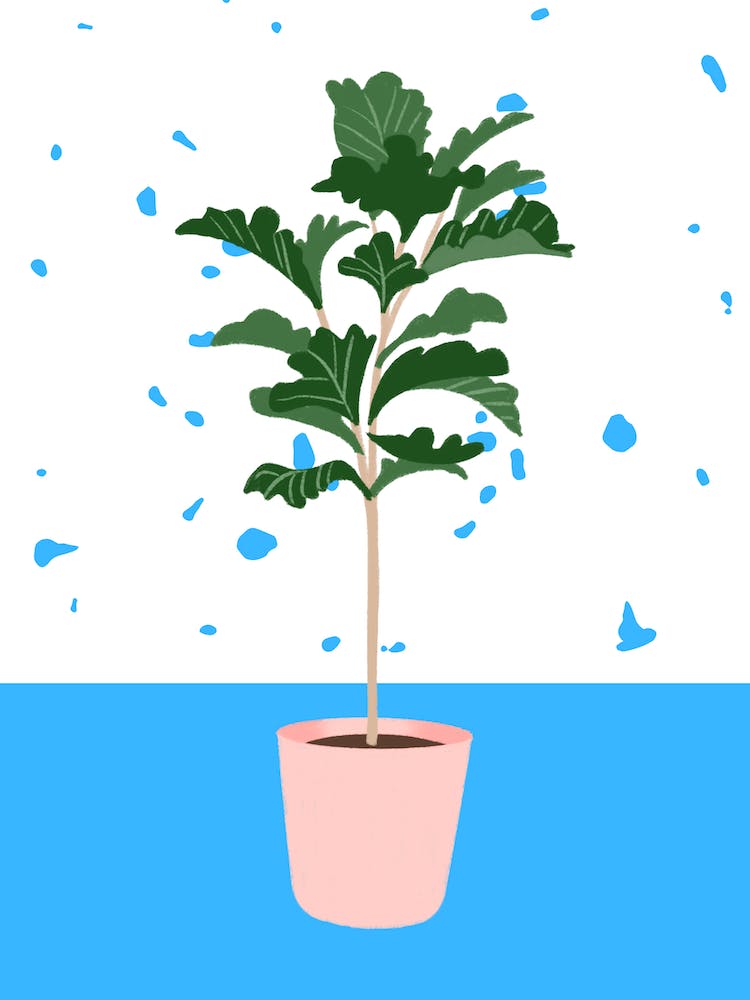 Terrazzo Fig Tree