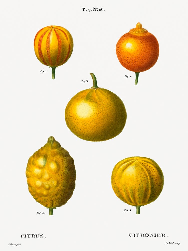 5 Types Of Bitter Orange, Sweet Lemon, And Sweet Lime, Pierre Joseph Redoute