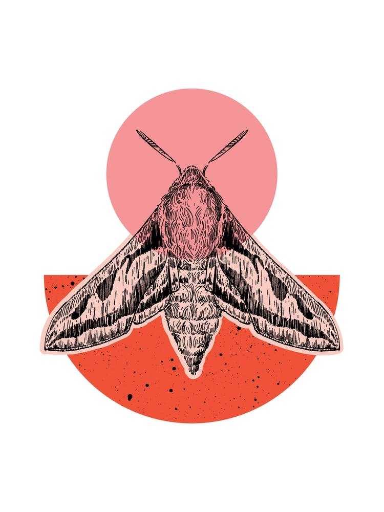 Pink Colour Block Hawk Moth