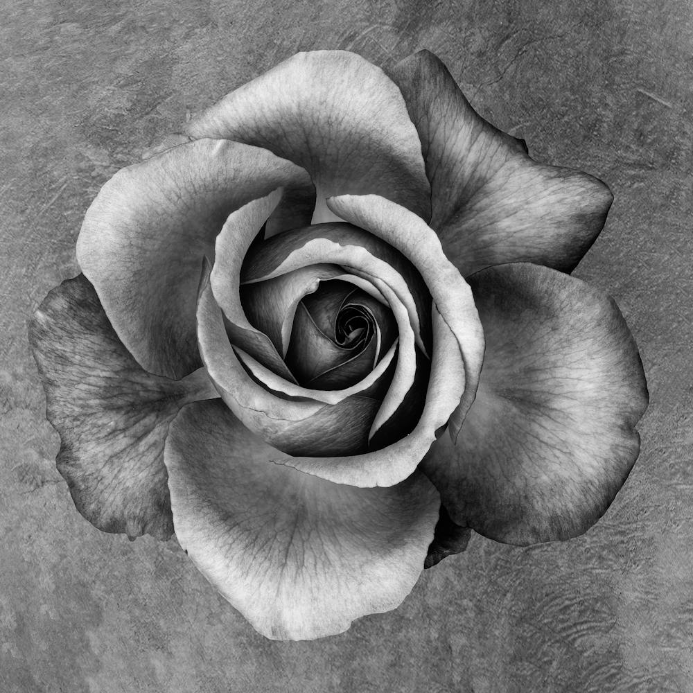 Black And White Rose 5