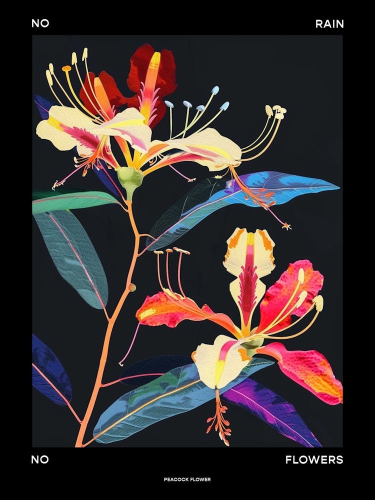 No Rain No Flowers Poster Peacock Flower 4