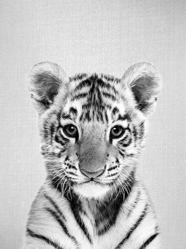 Baby Tiger - Black & White
