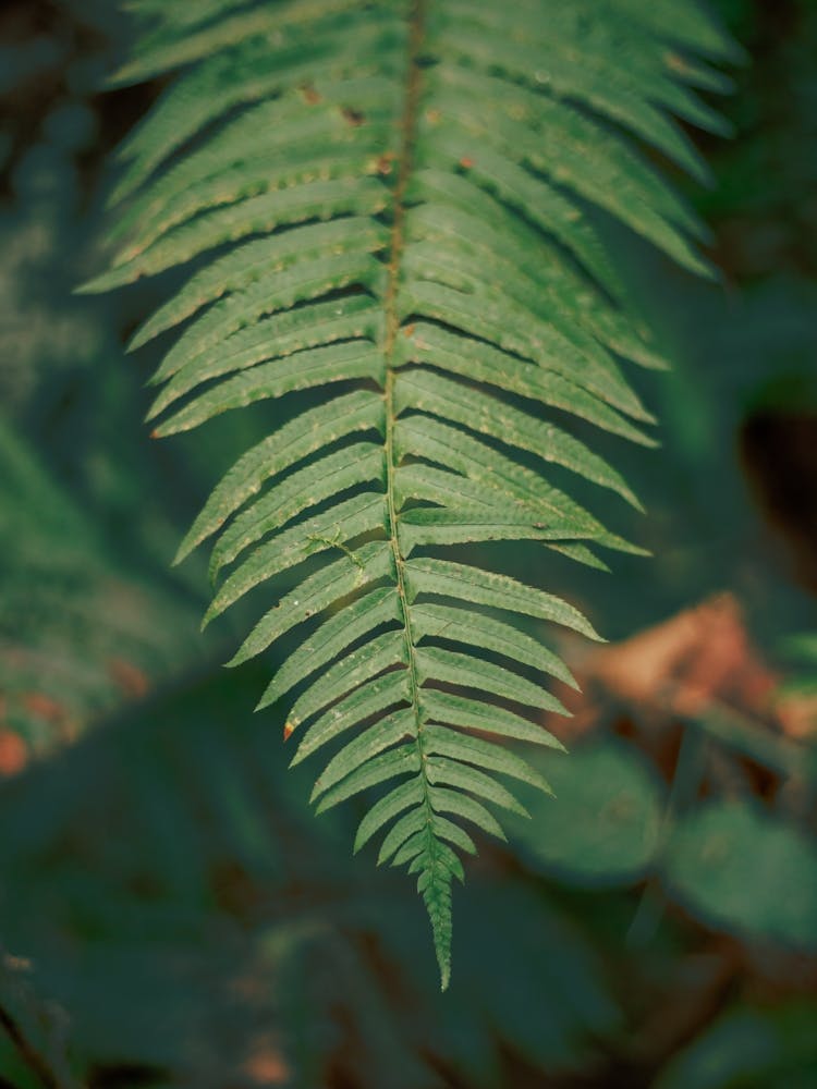 PNW Ferns II