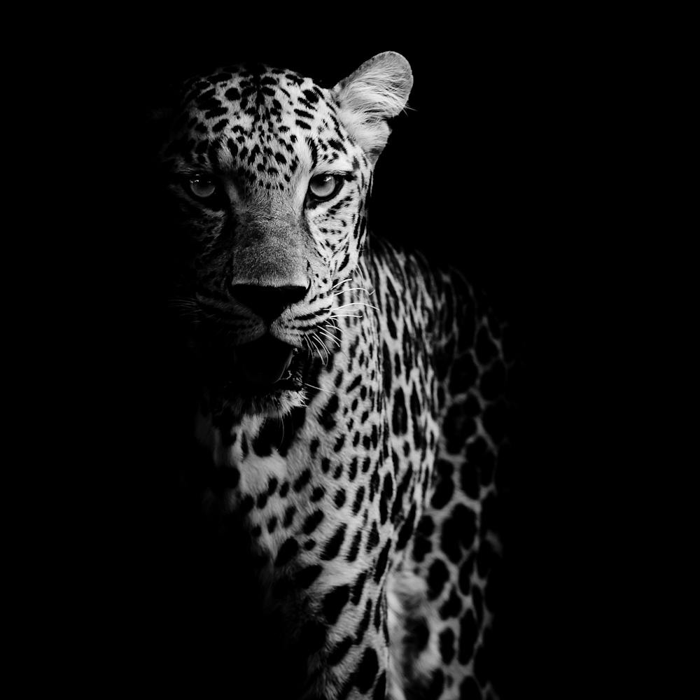 Leopard In The Dark