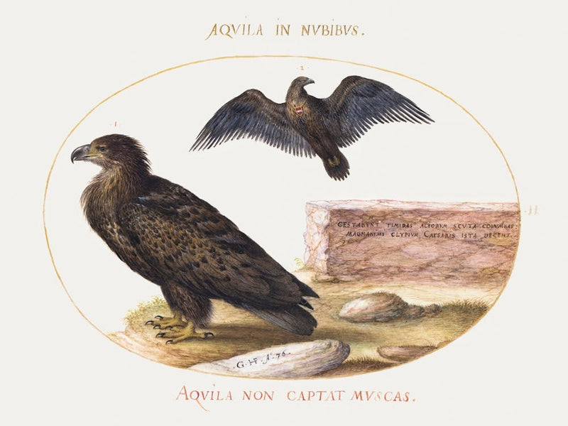 Two Eagles (1575–1580), Joris Hoefnagel