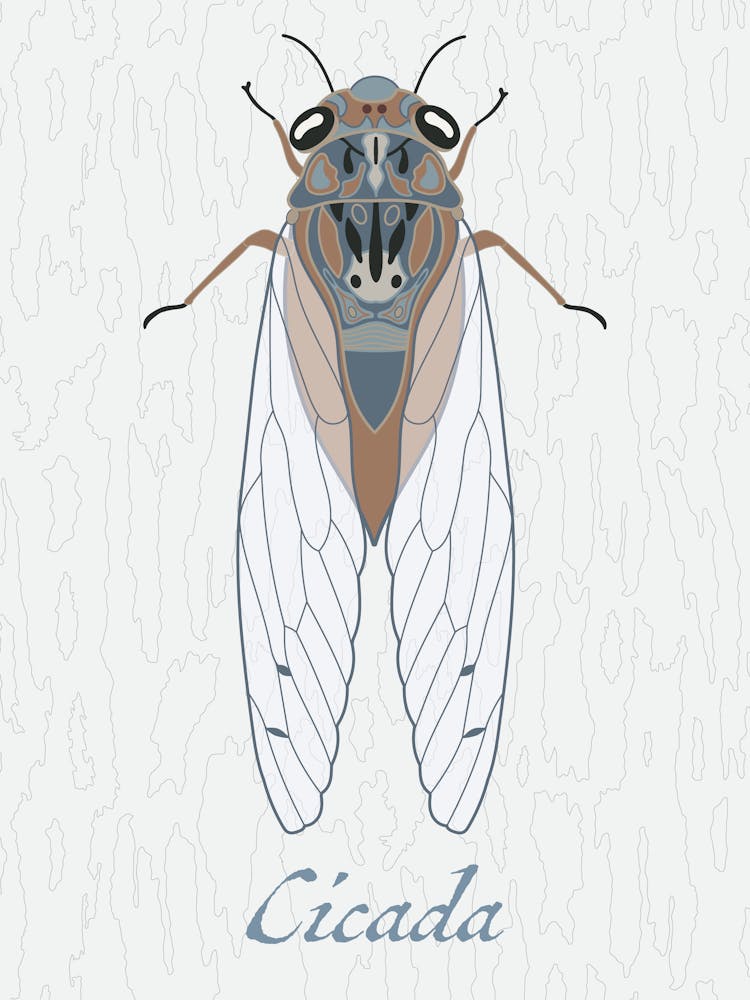 Cicada Bug Insect Australia Beetle 12