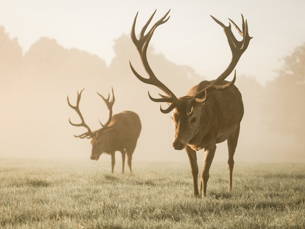 Deer In Morning Fog