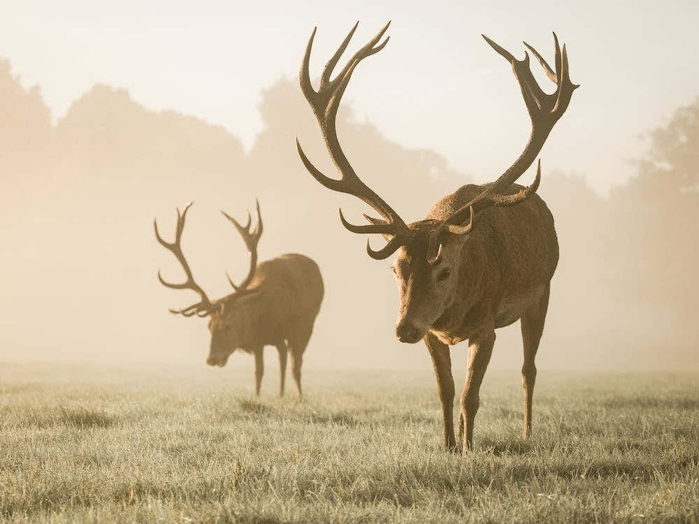 Deer In Morning Fog