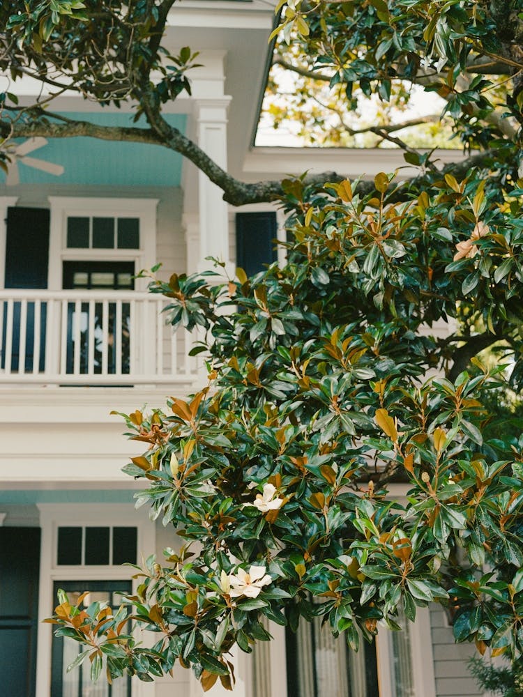 Charleston Magnolia Tree on Film