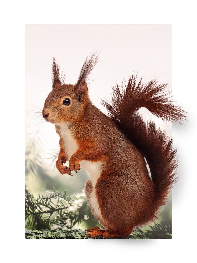 Squirrel