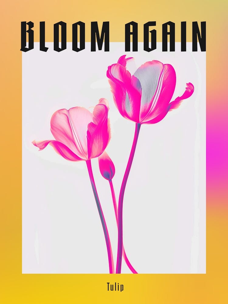 Hot Pink Tulip 2 Poster