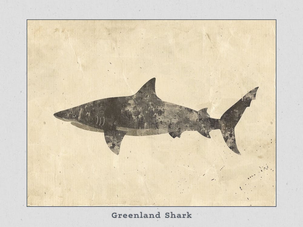 Greenland Shark Silhouette 2 Poster
