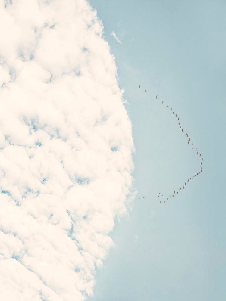 A Flock Of Birds And A Cloud