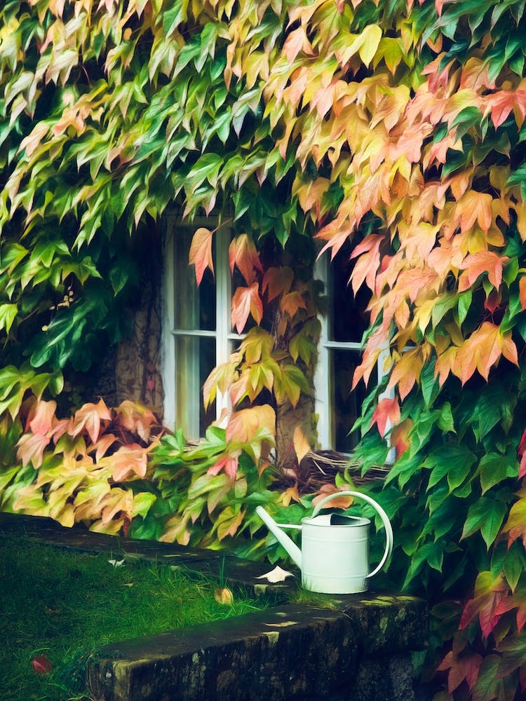 Watering Can Outside An English Cottage