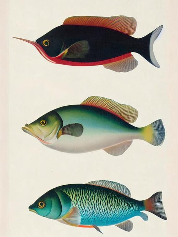 Cuttlefish Vintage Poster