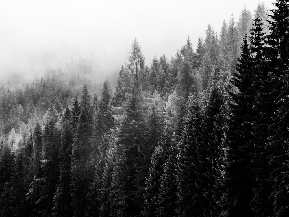 Black And White Forest 1