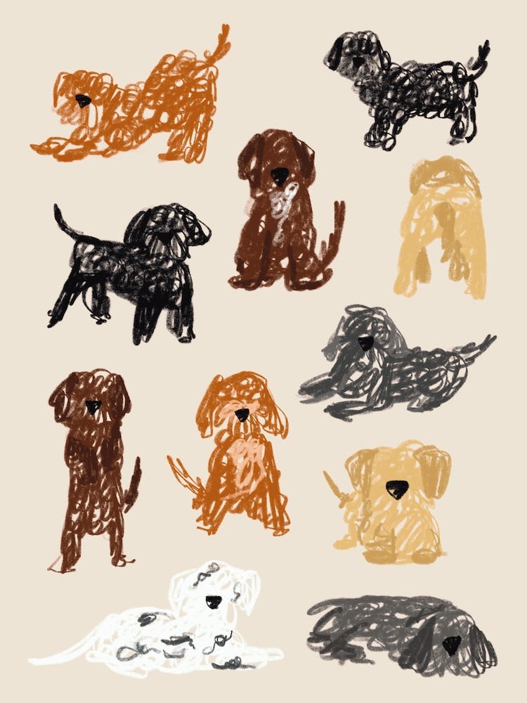 Cockapoo