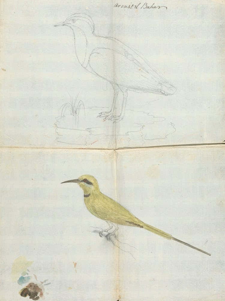 2 Birds Aroust El Bahar, Luigi Balugani