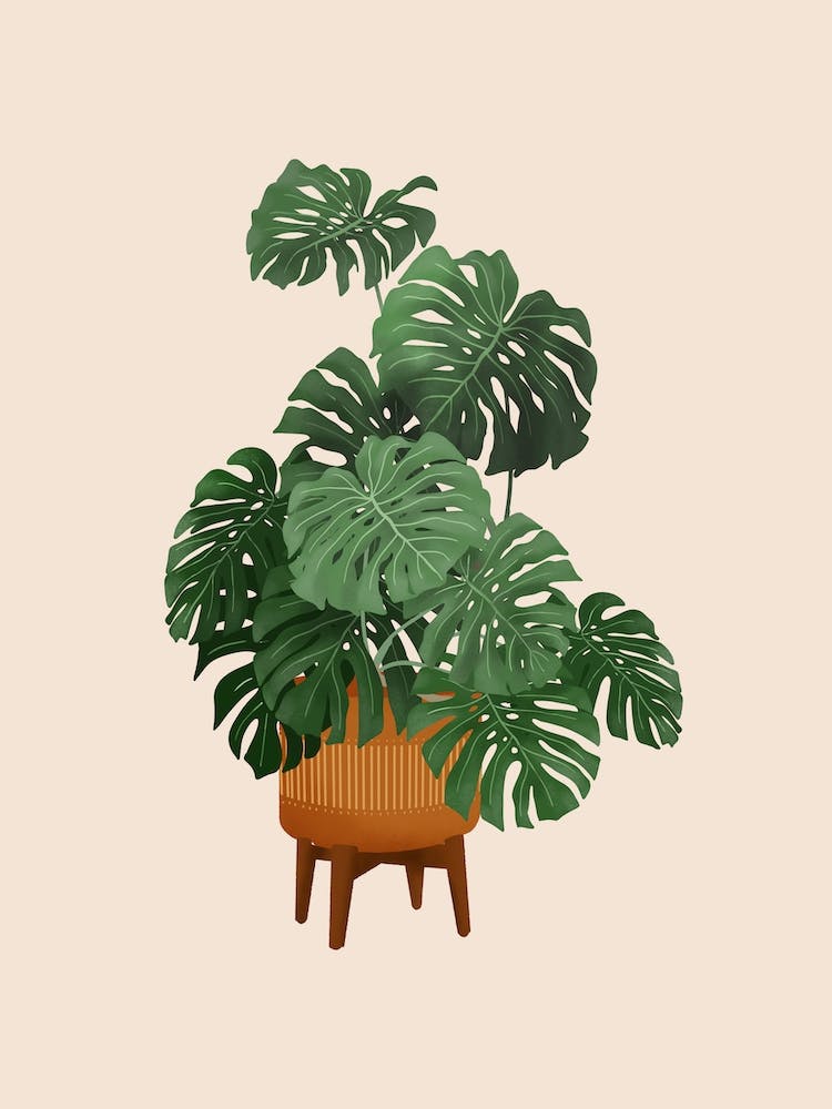 Monstera Plant In A Pot