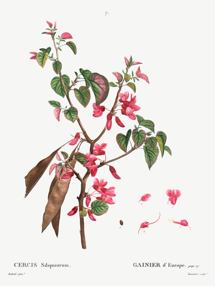 Judas Tree, Pierre Joseph Redoute