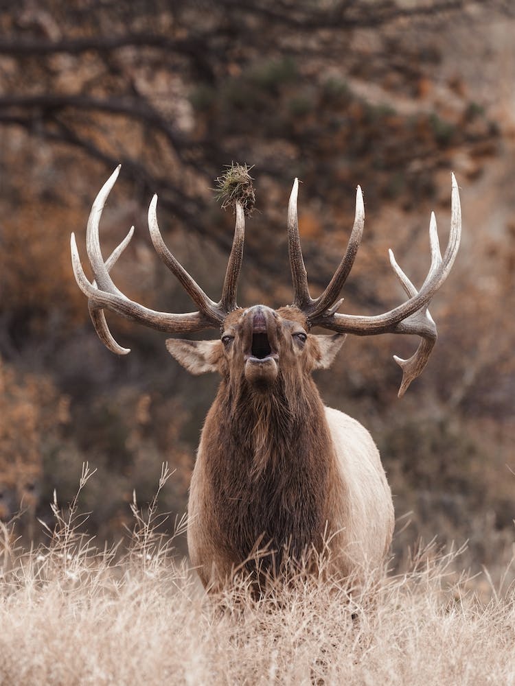Wapiti Mâle Burlant en Rut