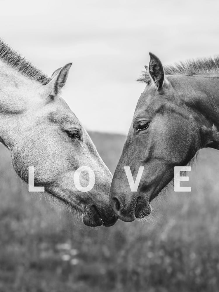 Wild Horse Love | Black White
