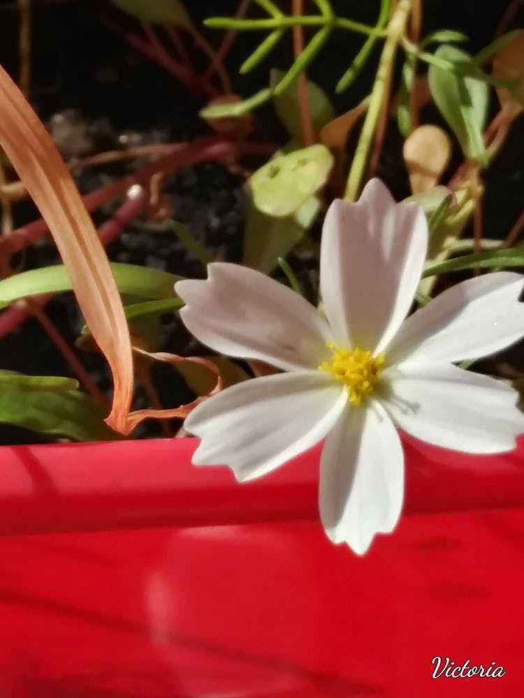 White Cosmos