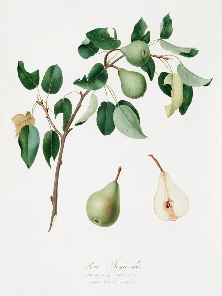 Pear (Pyrus Mendax) From Pomona Italiana (1817 1839), Giorgio Gallesio
