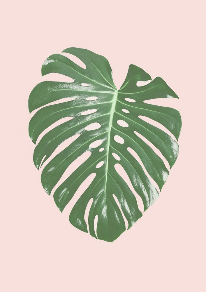 Blush Monstera