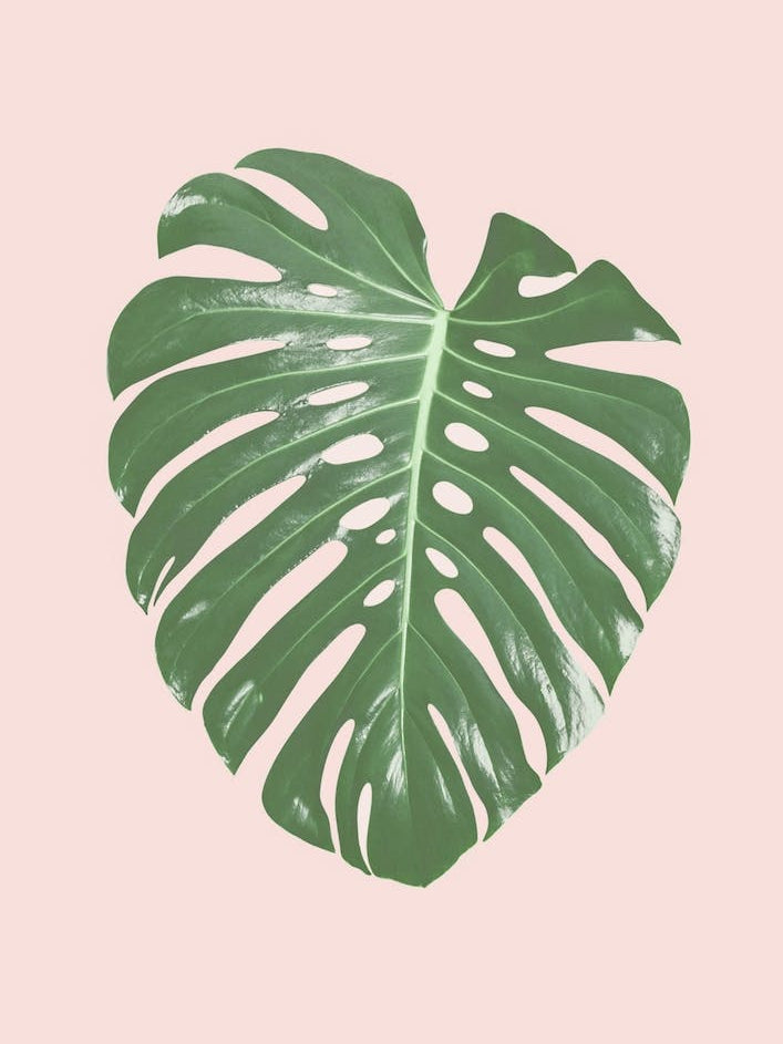 Blush Monstera