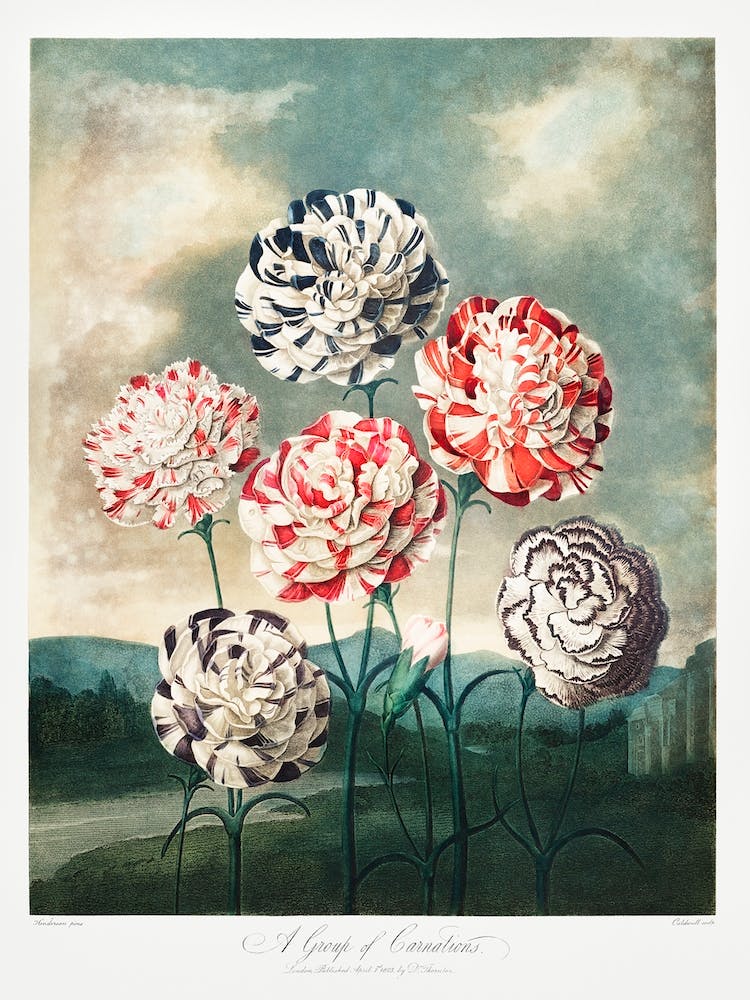 A Group Of Carnations From The Temple Of Flora (1807), Robert John Thornton