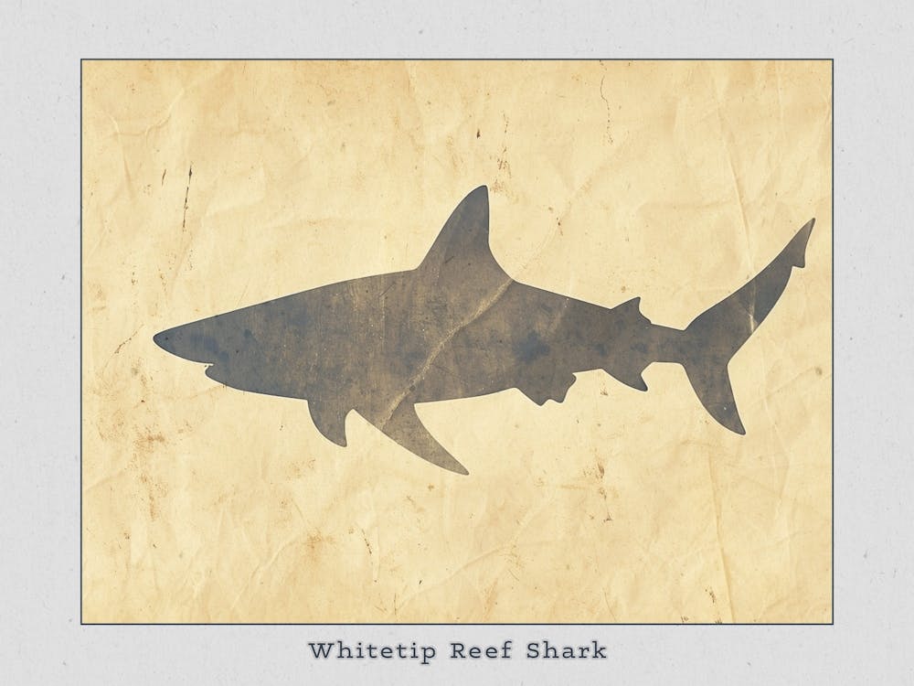Whitetip Reef Shark Shark Silhouette 3 Poster