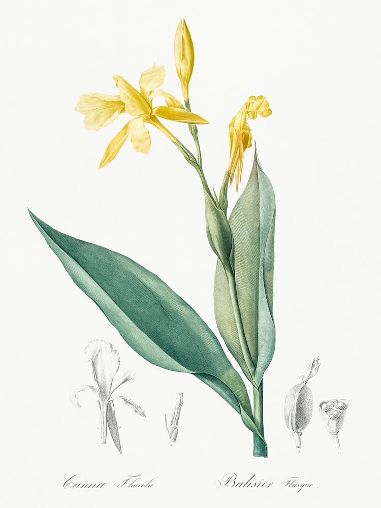 Bandana Of The Everglades, Pierre Joseph Redoute