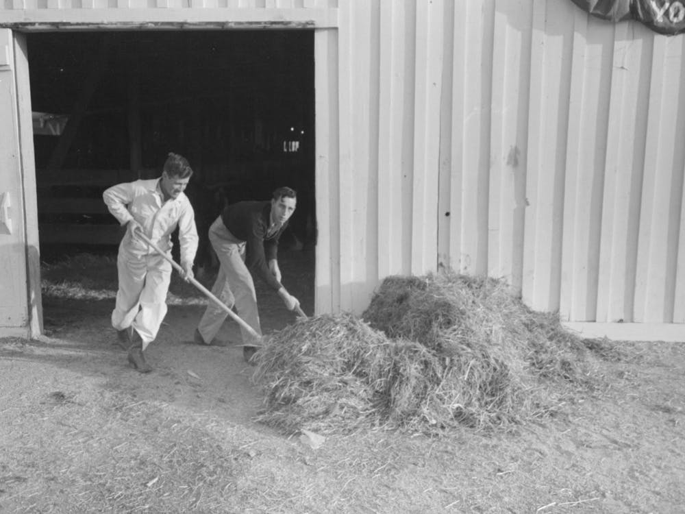 Untitled Photo, Possibly Related To Working Cowboys Cleaning Out The Stock Barns At The San Angelo Fat Stock