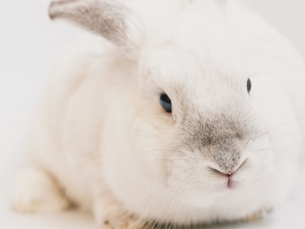 Beige Bunny