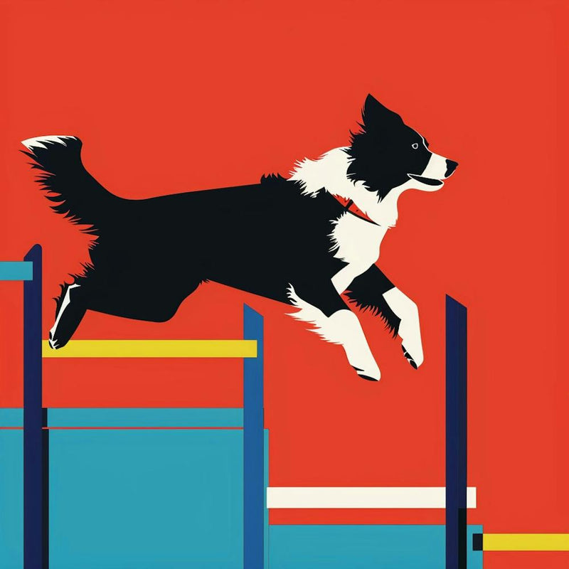 Border Collie Jumping Hurdles
