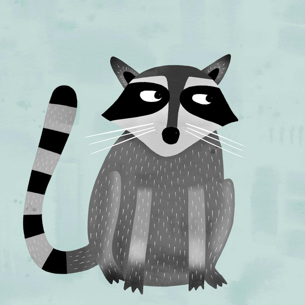 Raccoon
