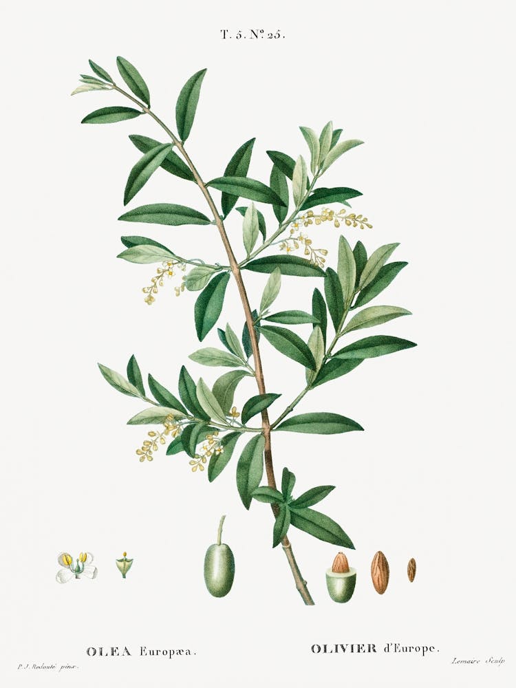 Green Olive, Pierre Joseph Redoute