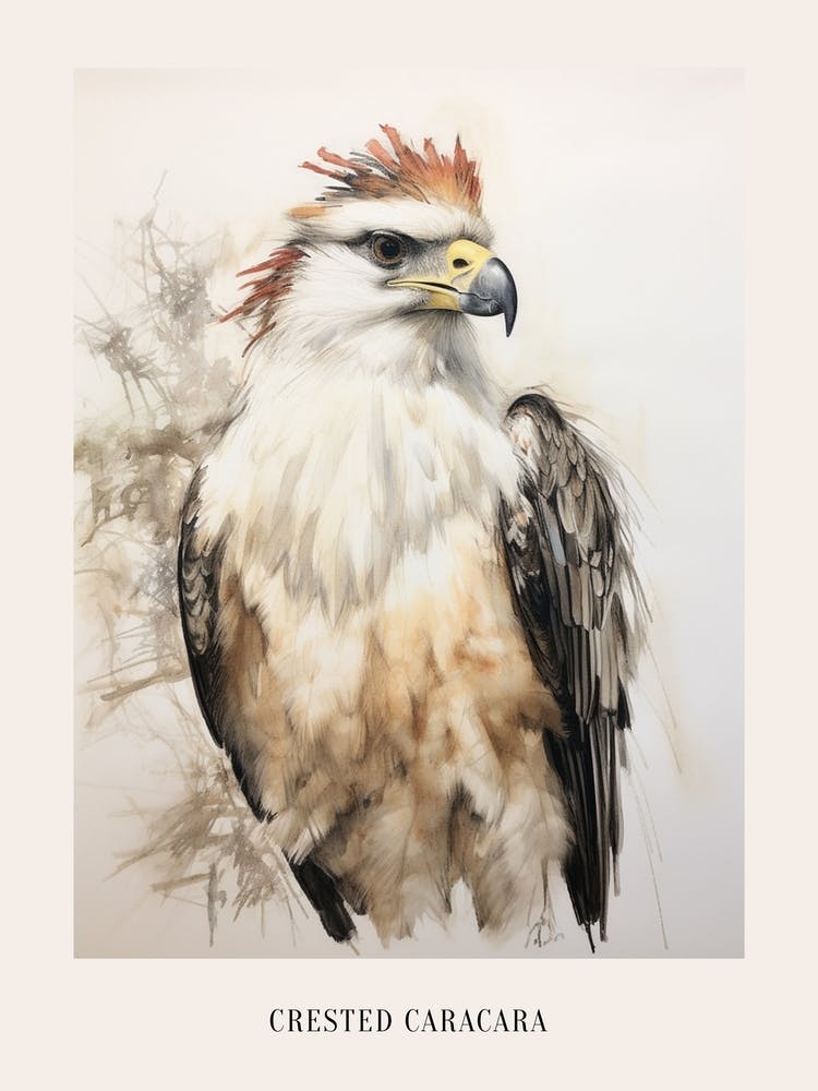 Vintage Bird Drawing Crested Caracara 2 Poster