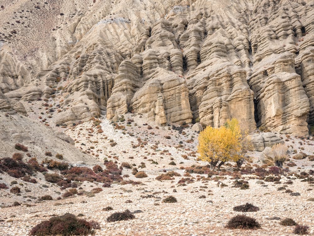 Yellow Tree In The Desert