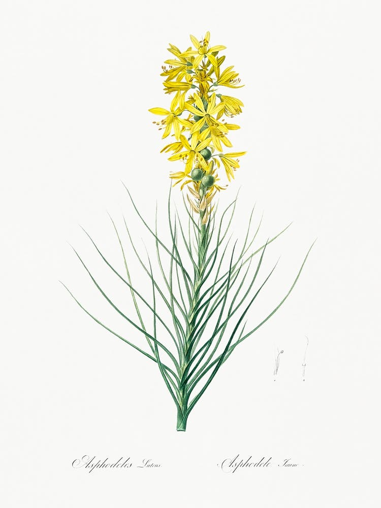 Yellow Asphodel, Pierre Joseph Redoute