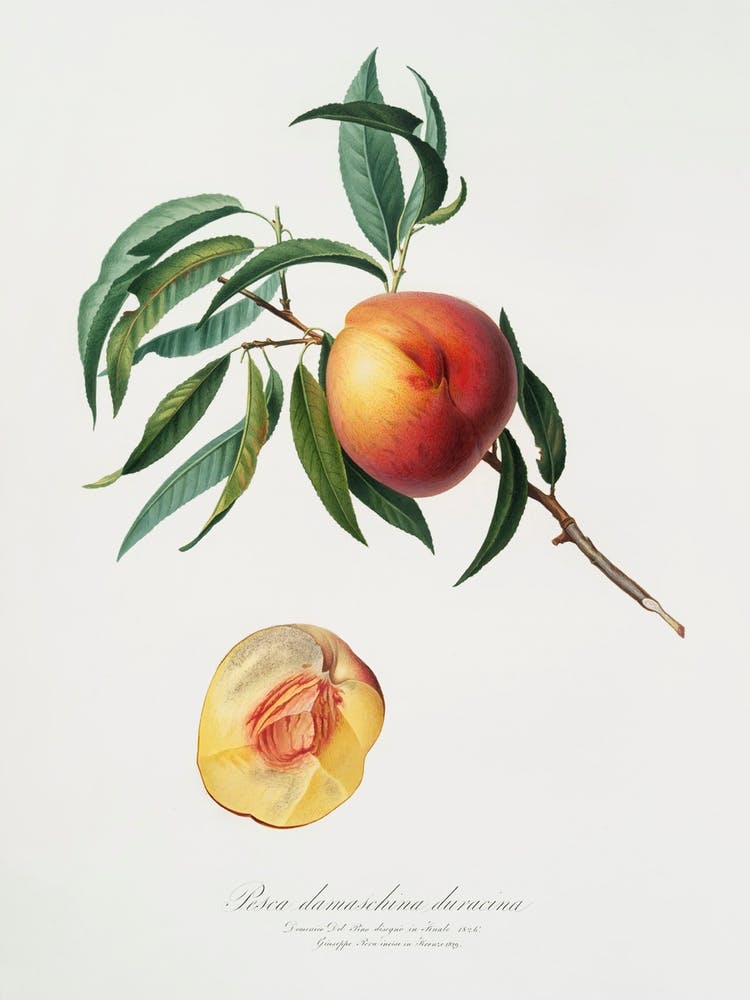 Pfirsich (Persica Julodermis) Aus Pomona Italiana (1817 - 1839), Giorgio Gallesio 3