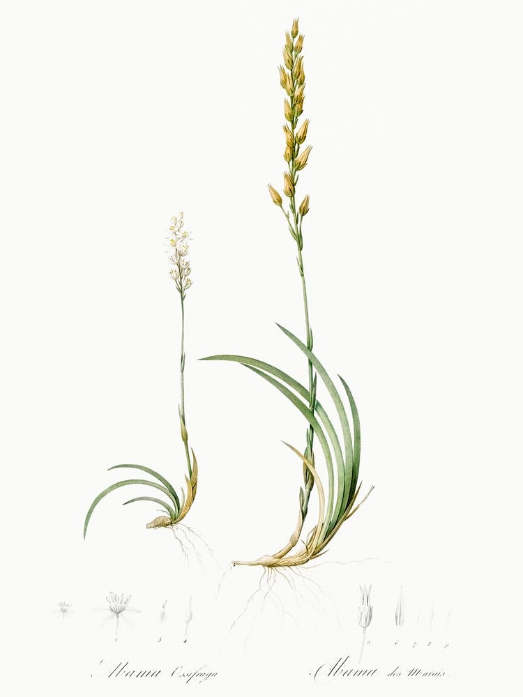 Abama Ossifraga Illustration From Les Liliacées (1805), Pierre Joseph Redoute