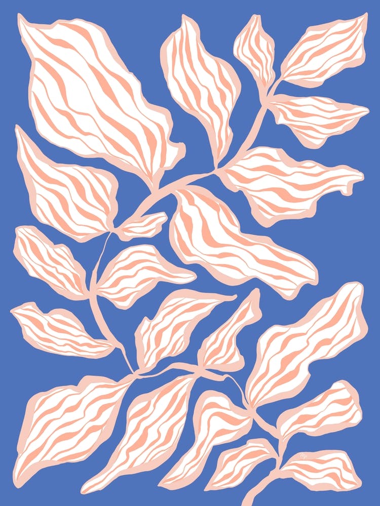 Evening Glory Plant