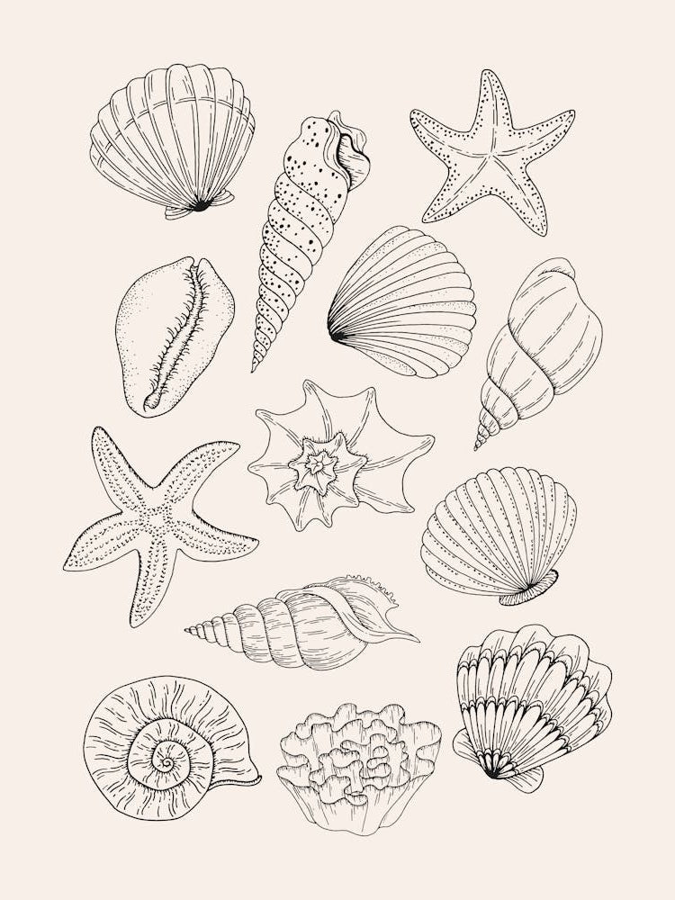 Neutral Seashells