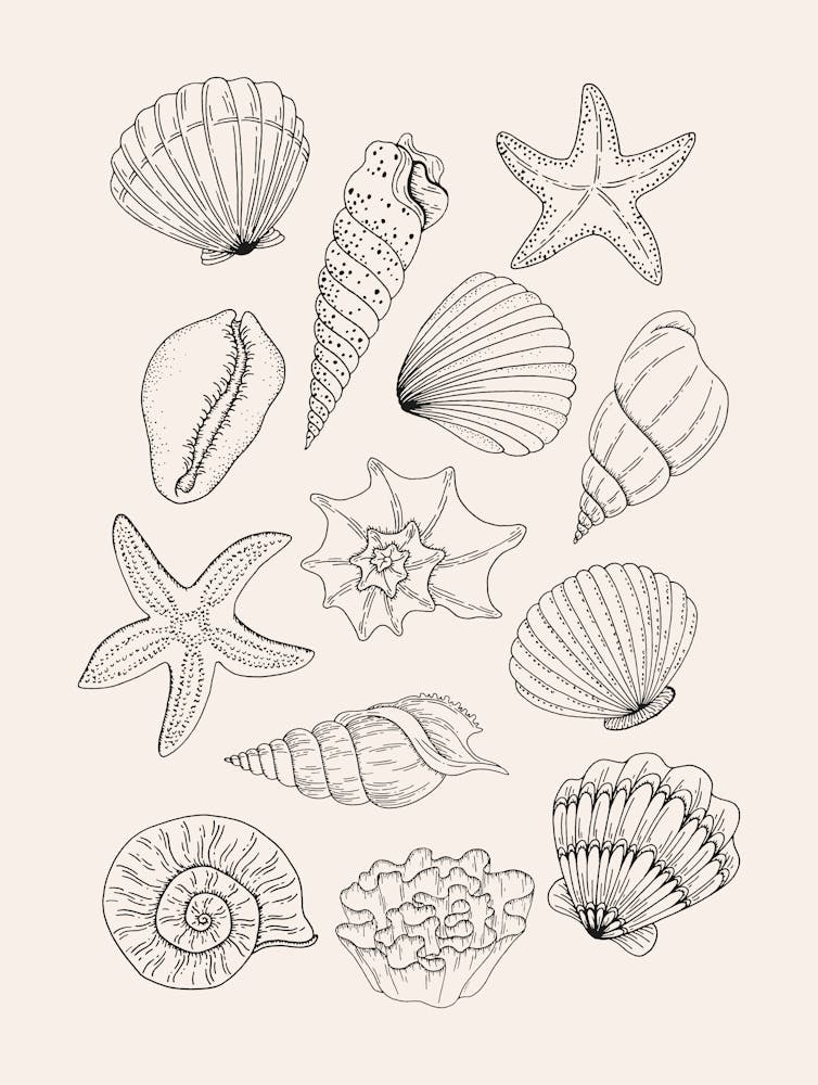 Neutral Seashells