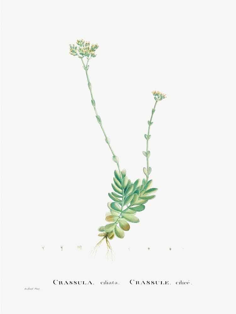 Crassula Cilliata, Pierre Joseph Redoute