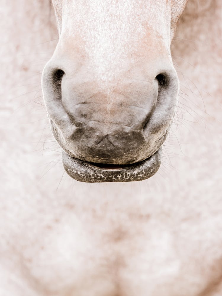 Horse's Nose