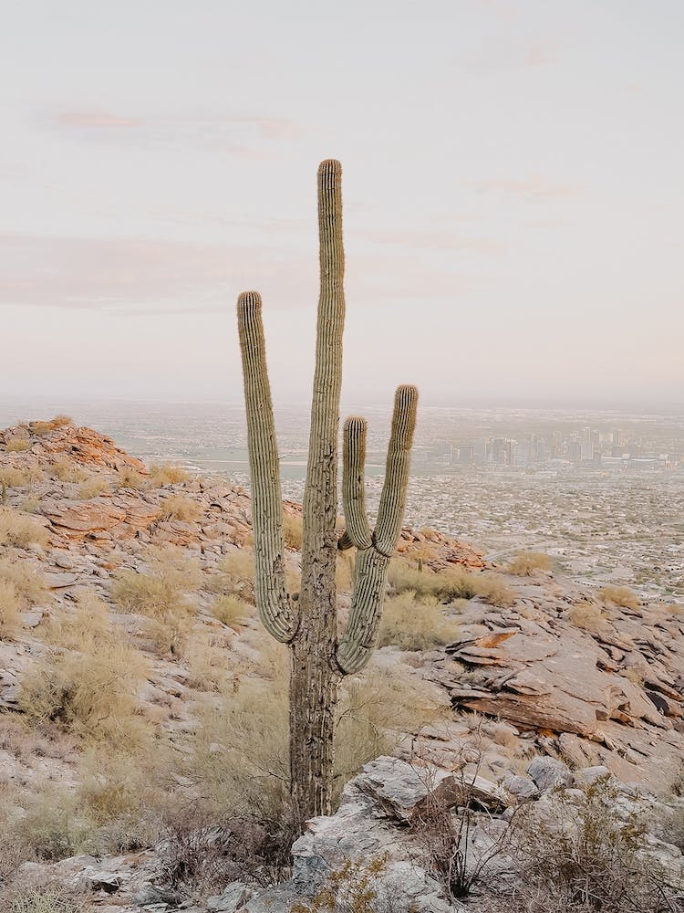 Saguaro Cactus Sunset