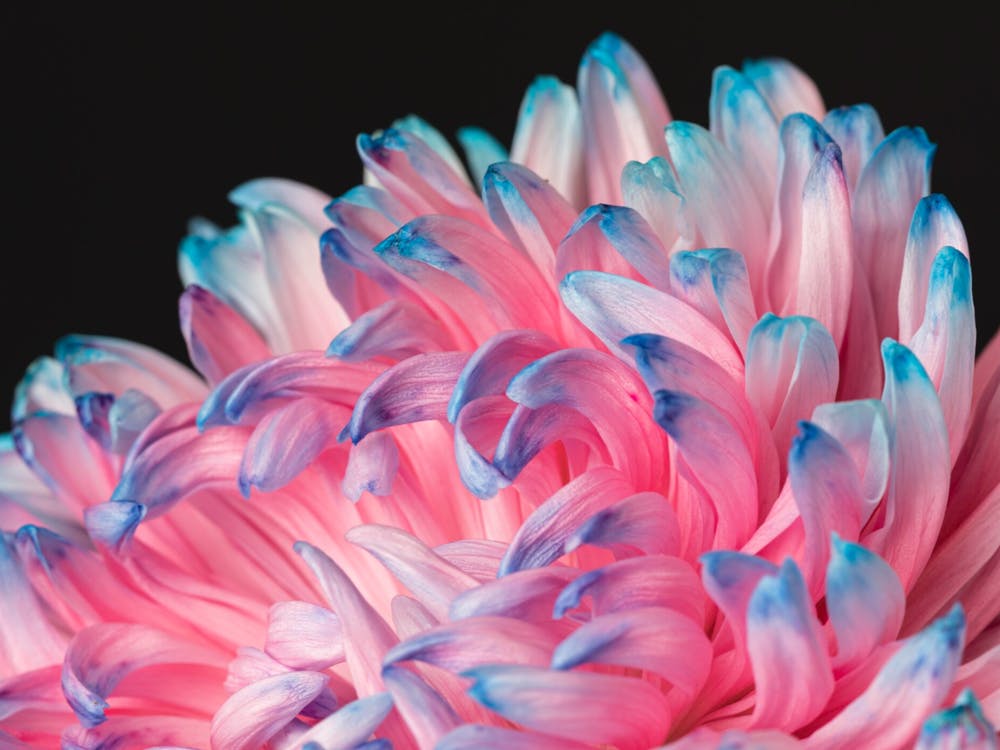 Chrysanthemum